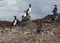 Colony of Magellanic or rock cormorants, Beagle Channel, Patagonia