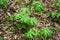 Colony of Mayapple Plants