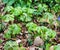 Colony of Mayapple, Podophyllum peltatum