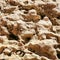 colony of mollusks on coquina rocks on beach