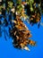 Colony of Monarch butterflies Danaus plexippus on pine branches in a park El Rosario, Reserve of the Biosfera Monarca. Angangueo