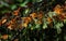 Colony of Monarch butterflies Danaus plexippus are sitting on pine branches in a park El Rosario, Reserve of the Biosfera