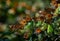 Colony of Monarch butterflies Danaus plexippus are sitting on pine branches in a park El Rosario, Reserve of the Biosfera