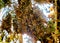 Colony of Monarch butterflies Danaus plexippus are sitting on pine branches in a park El Rosario, Reserve of the Biosfera