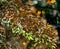 Colony of Monarch butterflies Danaus plexippus are sitting on pine branches in a park El Rosario, Reserve of the Biosfera