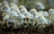 A colony of mushrooms