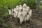 Colony mushrooms coprinus comatus  growing  in the garden. Anti alcoholic mushroom