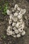 Colony mushrooms coprinus comatus. View from above