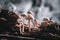 A colony of mushrooms grows from a rotten snag in the forest.