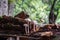 A colony of mushrooms grows from a rotten snag in the forest. Defocused background. Forest background. Close-up