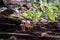 A colony of mushrooms grows from a rotten snag in the forest. Forest background. Close-up. Defocused background