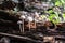 A colony of mushrooms grows from a rotten snag in the forest. Magic mushrooms grow on a stump.