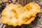 Colony of mushrooms, Hypholoma fasciculare in rotten woody debris