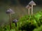 Colony of mushrooms Mycena abramsii