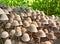 A colony of mushrooms toadstools.