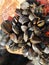 Colony of mussels on buoy, Norway