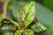 Colony of Myzus cerasi on a cherry leaf