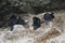 Colony of Neotropic cormorants, Beagle Channel, Patagonia