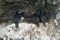 Colony of Neotropic cormorants, Beagle Channel, Patagonia