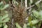 A colony of newly hatched baby spiders