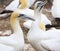 Colony of Northern Gannets, Bonaventure Island Quebec