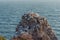 Colony of Northern Gannets on Sandstone Cliffs, Helgoland