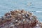 Colony of Northern Gannets on Sandstone Cliffs, Helgoland