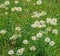 Colony of Oxeye Daisies