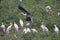 Colony of painted stork bird