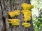 A colony of panty mushrooms sulfur-yellow Laetiporus sulphureus Bull. Murrill on the tree