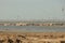 A colony of pelicans.ducks and gulls enjoying the afternoon sun on a sandy island in the Aral sea