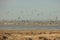 A colony of pelicans.ducks and gulls enjoying the afternoon sun on a sandy island in the Aral sea