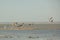A colony of pelicans.ducks and gulls enjoying the afternoon sun on a sandy island in the Aral sea