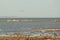 A colony of pelicans.ducks and gulls enjoying the afternoon sun on a sandy island in the Aral sea