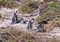 Colony of penguins on Boulder`s beach near Simons town