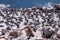 Colony of penguins on Boulder`s beach near Simons town