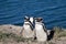 A colony of penguins at the Peninsula Valdes in Argentina