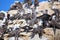 Colony of Peruvian boobies in Ballestas islands Reserve in Peru