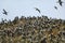 Colony of Peruvian boobies Sula variegata in Island Balestas,P