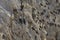 Colony of Peruvian Booby on the coast of Chile