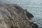 Colony of Peruvian Booby on the coast of Chile