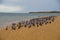 Colony of Pied Cormorant on the beach