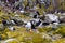 Colony of puffins in Farne Islands