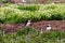 Colony of puffins in Farne Islands in the grass