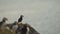 Colony of Puffins Sitting Looking Over Huge Atlantic Ocean, Calm and Peaceful Waves, Wild Bird Perch