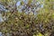 Colony of roosting fruit bats