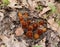 A colony of  root plants emerging in a spring forest.