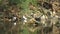 Colony of Sacred Ibis feeding in the Brembo river