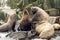 Colony of sea lions Eumetopias jubatus on the rock, Russia, Kamchatka