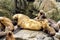 Colony of sea lions Eumetopias jubatus on the rock, Russia, Kamchatka, nearby Cape Kekurny, Russian bay